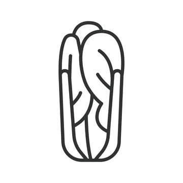 Napa cabbage icon in line design. napa cabbage chinese cabbage vegetable food 스톡 일러스트