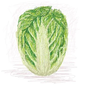 Napa cabbage Stock Illustration