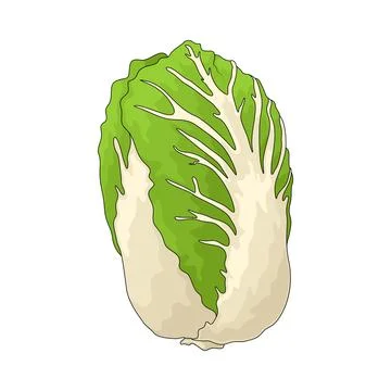 Napa cabbage illustration Stock Illustration