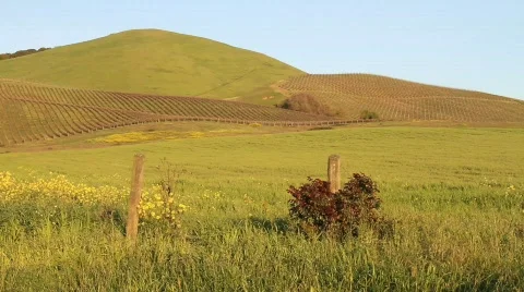Napa Valley 2 Stock Footage