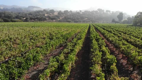 Napa valley drone Stock Footage 210883467