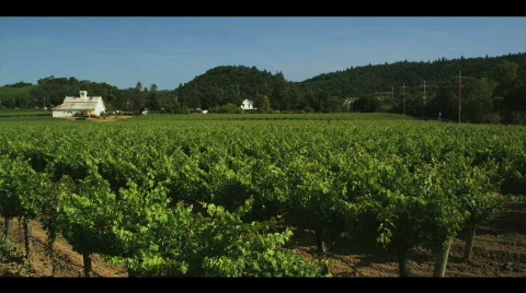 Napa Valley 動画素材 504717
