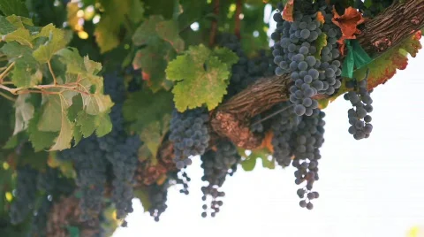 Napa Valley Stock Footage 583432