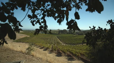 Napa valley Stock Footage 45248480