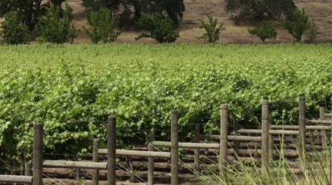Napa Valley Grape Field Rows HD Stock Footage 7743974