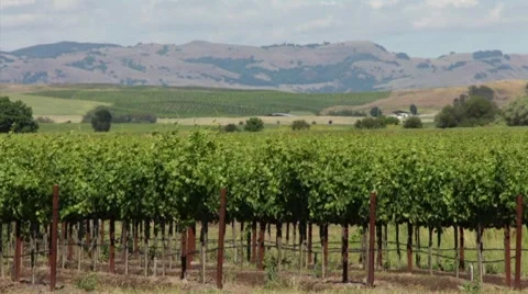 Napa Valley Grape Field Rows HD Stock Footage 7752412