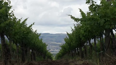 Napa Valley Grape Fields HD Stock Footage 7743848