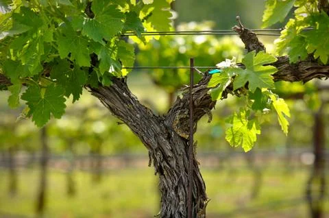 Napa valley grape vine closeup in spring Stock Photos