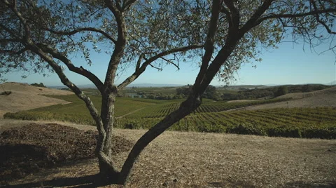 Napa valley landscape Stock Footage 45249268