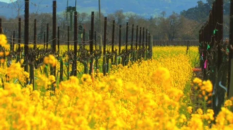 Napa Valley Vineyard 2 Stock Footage 533316