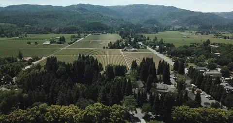 Napa valley vineyard fields and houses by wooded mountain. Drone aerial C Video stock 111584069