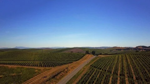 Napa Valley Vineyard Stock Footage 125736434