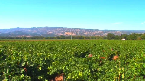 Napa Valley Vineyard HD Stock Footage