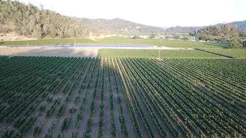 Napa Valley Vineyard Horizontal flight Stock Footage 92722342