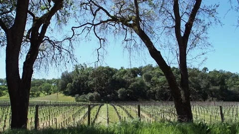 A Napa Valley vineyard in the spring of 2022 Stock Footage 172425260