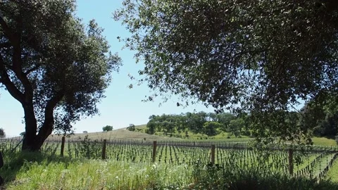 A Napa Valley vineyard in the spring of 2022 Stock Footage 172425297