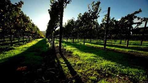 Napa Valley Vineyard at Sunset Tracking Shot Stock Footage
