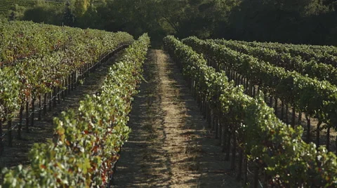 Napa valley vineyards 스톡 동영상 45250800