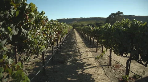 Napa valley vineyards Video stock 45253053