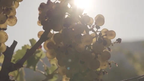 Napa Valley Wineries, Chardonnay and Sauvignon Blanc Bunches of Grapes At Stock Footage 252199097