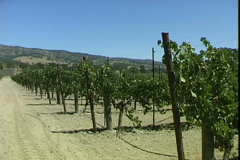 Napa Vineyard Stockbeeldmateriaal 819133