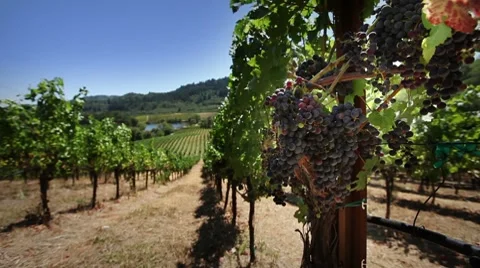 Napa Vineyard Stock Footage 8554847