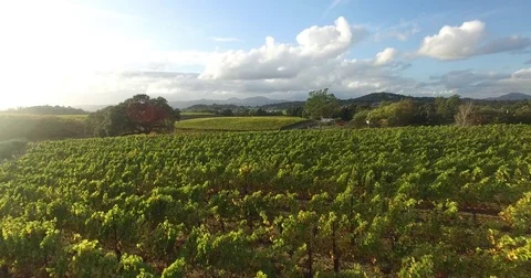 Napa Vineyard Stock Footage 85290525