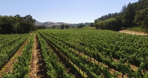 Napa Vineyard Stock Footage 95008571