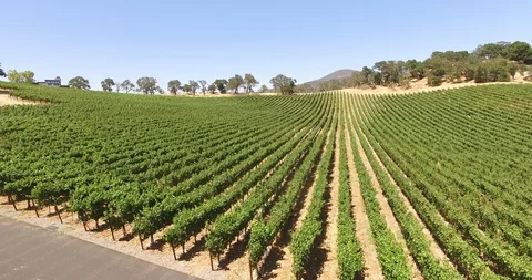 Napa Vineyard Stock Footage 95011284