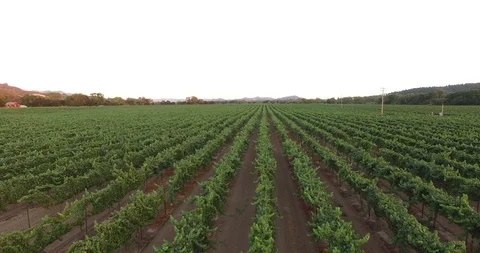 Napa Vineyard Stock Footage 95545169