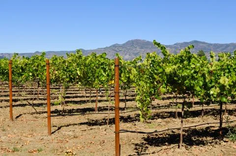 Napa vineyard Foto stock