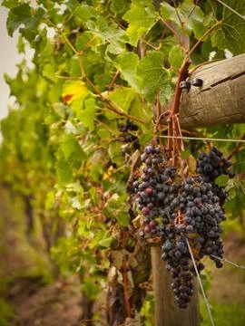 Napier grape vines clusters Stock Photos