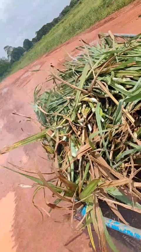 Napier grass from farm Stock Footage 244841132