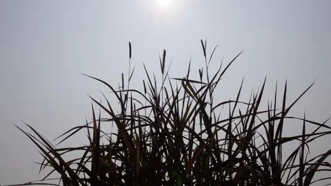 Napier grass Vidéo 332585296