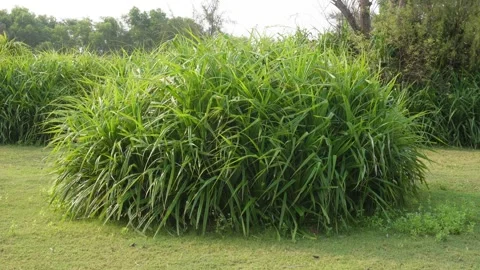 Napier grass Stock-Footage 336701215