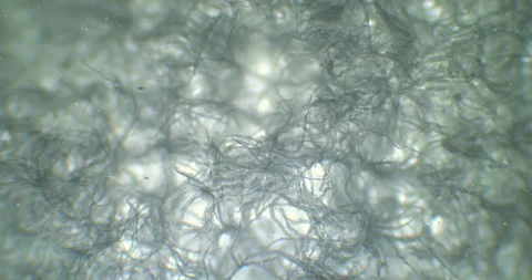 Napkin under a microscope. Thriller web of unknown moving texture under a scope Stock Footage 199147026