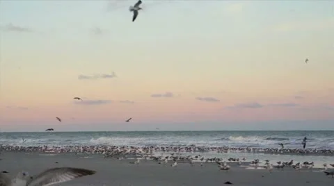 Naples Beach Birds Stock Footage 18165410
