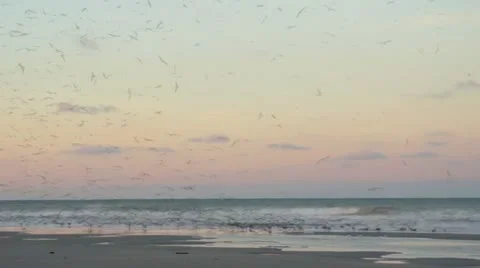 Naples Beach Birds Stock Footage 18167252