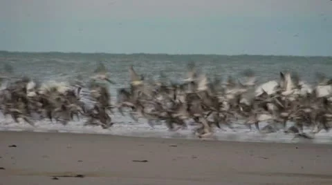 Naples Birds on the Beach Stock Footage 18175851