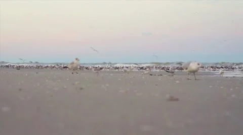 Naples Birds on the Beach Stock Footage 18176435