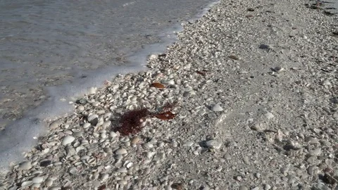 Naples Florida Beach close up white shells &amp; seaweed Stock Footage 78541942