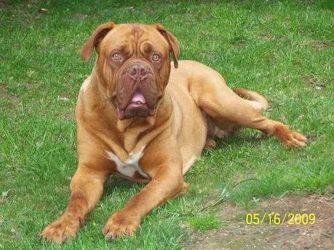 Naples Mastiff Stock Photos