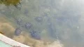 Naples, park and Floridiana villa, the fountain with turtles and goldfishes 4k or 4k+ Resolution