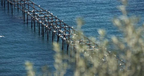 Naples Seaguls Stock Footage 128375653