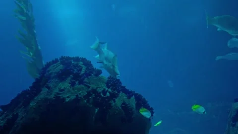 Napolean wrasse fish swims in the oceanarium. Stock Footage 196087678