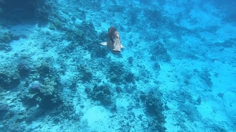 Napoleon big fish Video stock 129331184