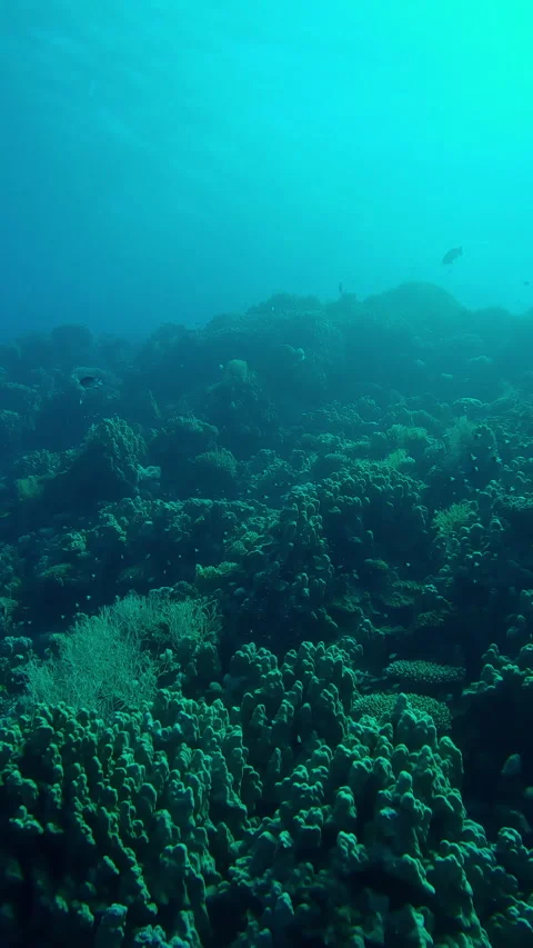 Napoleon fish and other fish swim over coral reef in evening light in Stock Footage 344978330