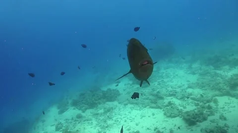 Napoleon Fish on Coral Reef Stock Footage 51797596