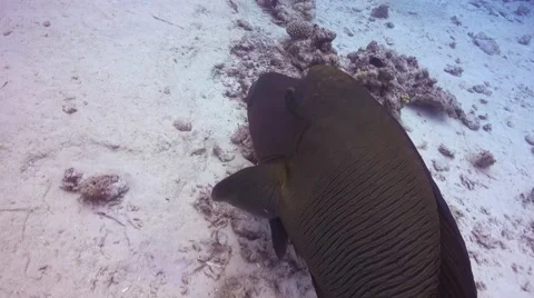 Napoleon Fish on Coral Reef Stock Footage 61538909
