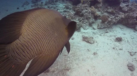 Napoleon Fish on Coral Reef Stock Footage 61539017